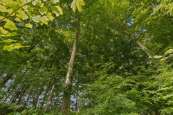 Rye Mølle Søvej 1, 8680 Ry