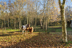 Sdr Svenstrupvej 2, Bjert, 7830 Vinderup