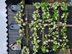 Solbjergvej 19, Øster Hurup, 9560 Hadsund