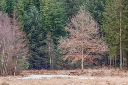 Skørping Skovbrynet 14, 9520 Skørping