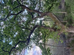 Trinnerupvej 10, Vester Korup, 9575 Terndrup