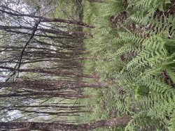 Trinnerupvej 10, Vester Korup, 9575 Terndrup