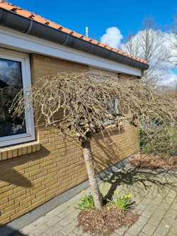 Tritonvej 8, 9210 Aalborg SØ