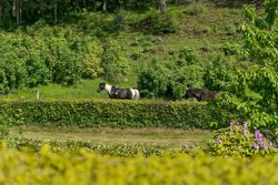 Houlbjergvej 2A, Enslev, 8870 Langå