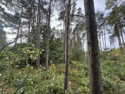 Lyngbakkevej 6, Fuglslev, 8400 Ebeltoft