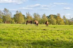 Gammel Landevej 15, Gl Mølle, 8586 Ørum Djurs